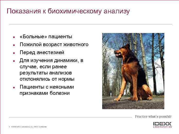 Показания к биохимическому анализу l «Больные» пациенты l Пожилой возраст животного l Перед анестезией