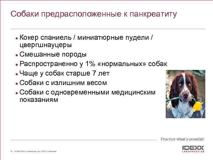 Собаки предрасположенные к панкреатиту Кокер спаниель / миниатюрные пудели / цвергшнауцеры l Смешанные породы