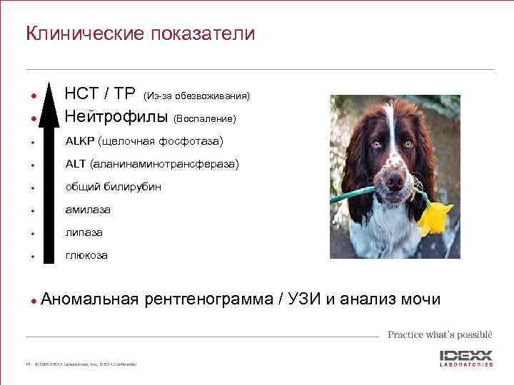 Клинические показатели l HCT / TP (Из-за обезвоживания) Нейтрофилы (Воспаление) l ALKP (щелочная фосфотаза)