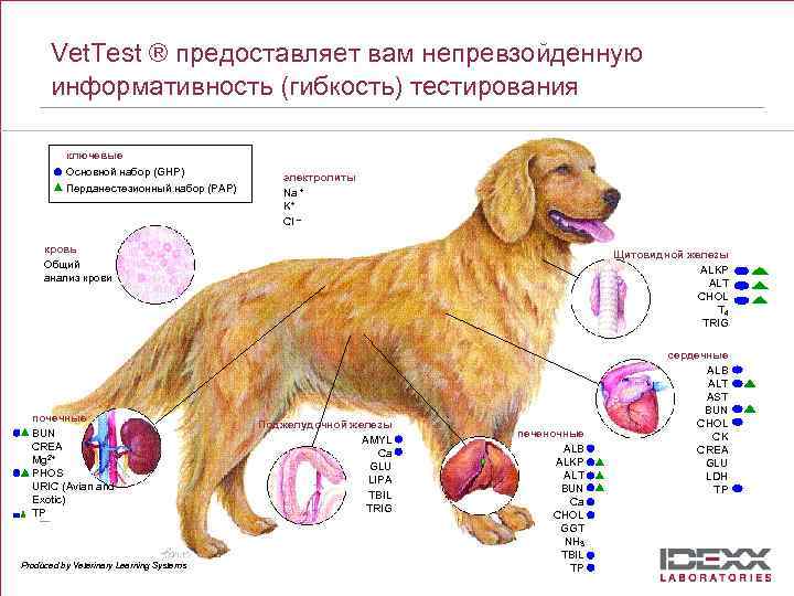 Why Vet. Test ® предоставляет вам непревзойденную информативность (гибкость) тестирования IDEXX Vet. Test? ключевые