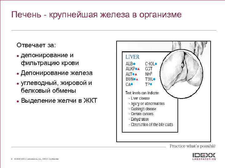 Печень - крупнейшая железа в организме Отвечает за: l l 9 депонирование и фильтрацию