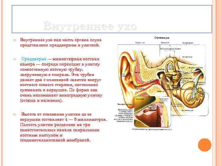 Внутреннее ухо как часть органа слуха представлено преддверием и улиткой. Преддверие — миниатюрная костная