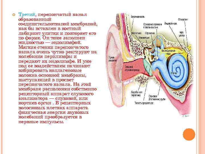  Третий, перепончатый канал образованный соединительнотканой мембраной, как бы вставлен в костный лабиринт улитки