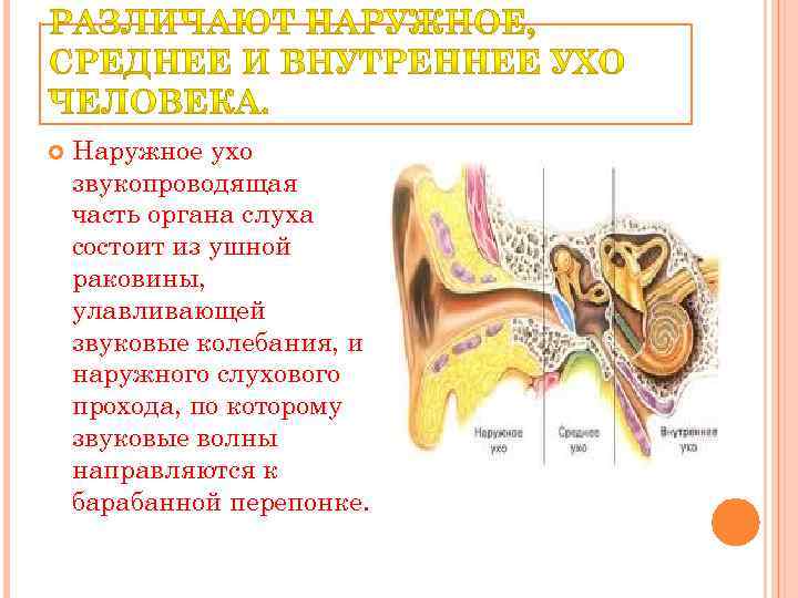  Наружное ухо звукопроводящая часть органа слуха состоит из ушной раковины, улавливающей звуковые колебания,