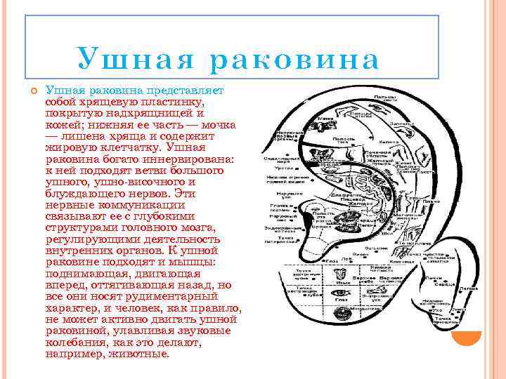 Ушная раковина представляет собой хрящевую пластинку, покрытую надхрящницей и кожей; нижняя ее часть —