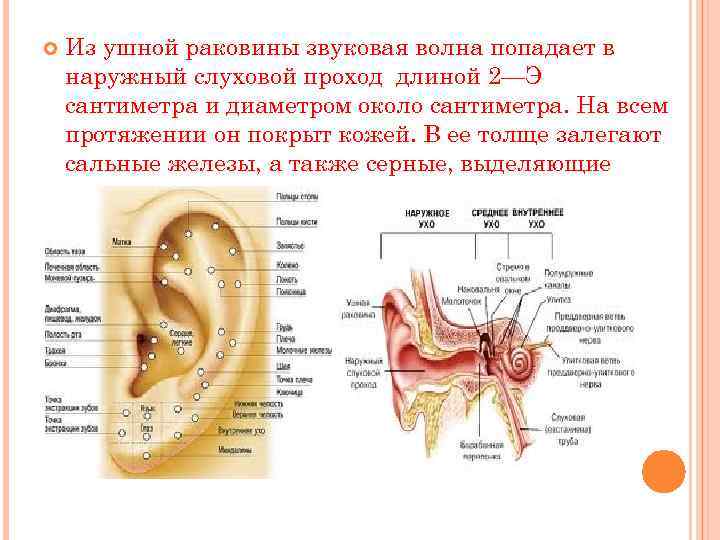  Из ушной раковины звуковая волна попадает в наружный слуховой проход длиной 2—Э сантиметра