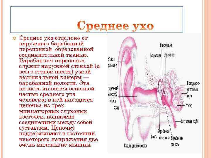  Среднее ухо отделено от наружного барабанной перепонкой образованной соединительной тканью. Барабанная перепонка служит