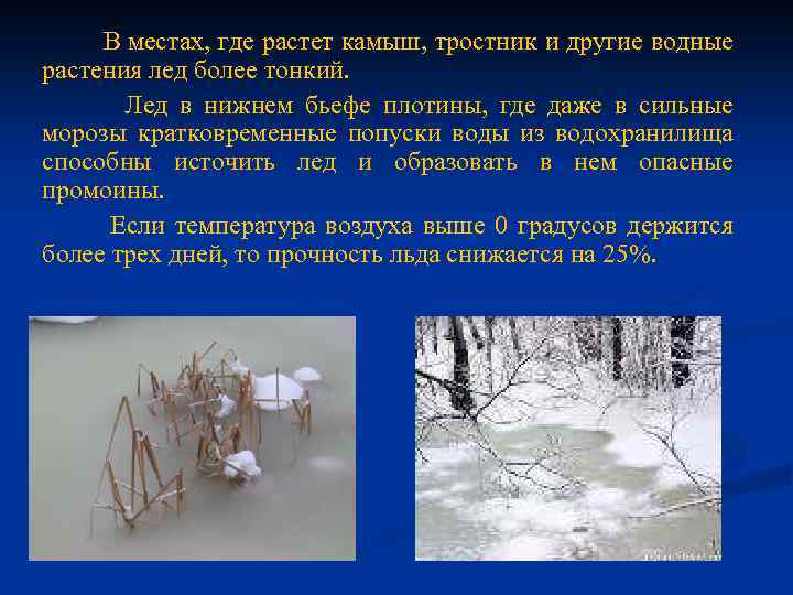  В местах, где растет камыш, тростник и другие водные растения лед более тонкий.