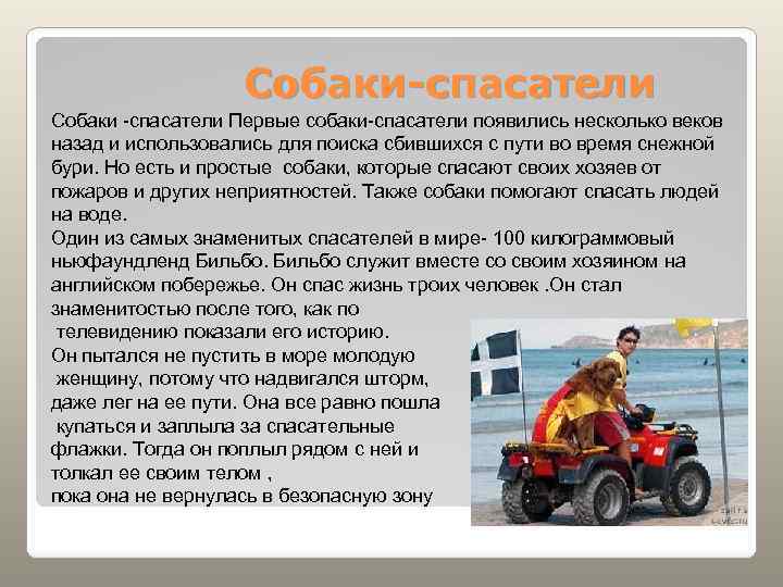 Собаки-спасатели Собаки -спасатели Первые собаки-спасатели появились несколько веков назад и использовались для поиска сбившихся