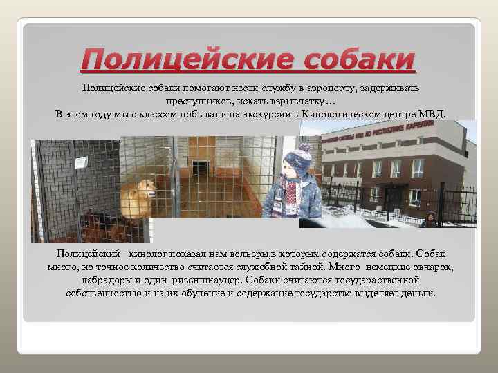 Полицейские собаки помогают нести службу в аэропорту, задерживать преступников, искать взрывчатку… В этом году