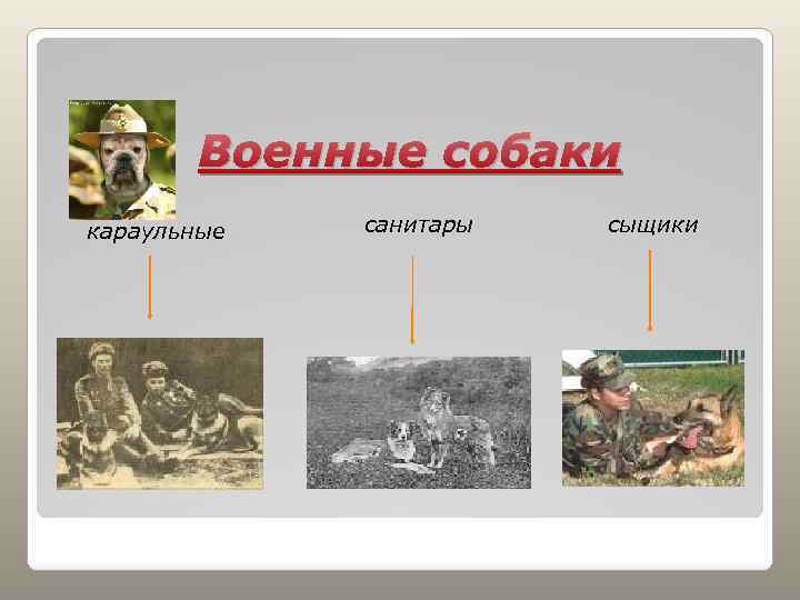 Военные собаки караульные санитары сыщики 