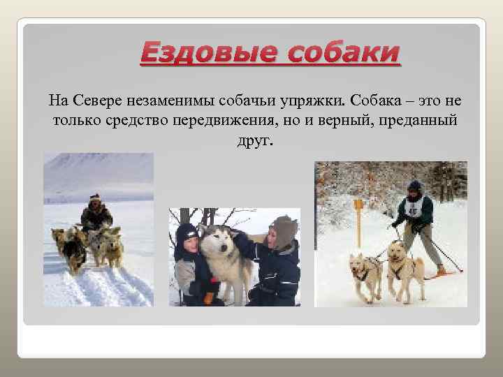 Ездовые собаки На Севере незаменимы собачьи упряжки. Собака – это не только средство передвижения,