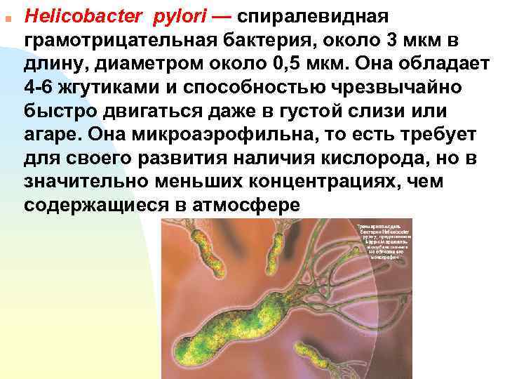 Alimentos para helicobacter pylori