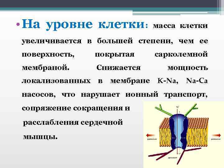  • На уровне клетки: масса клетки увеличивается в большей степени, чем ее поверхность,