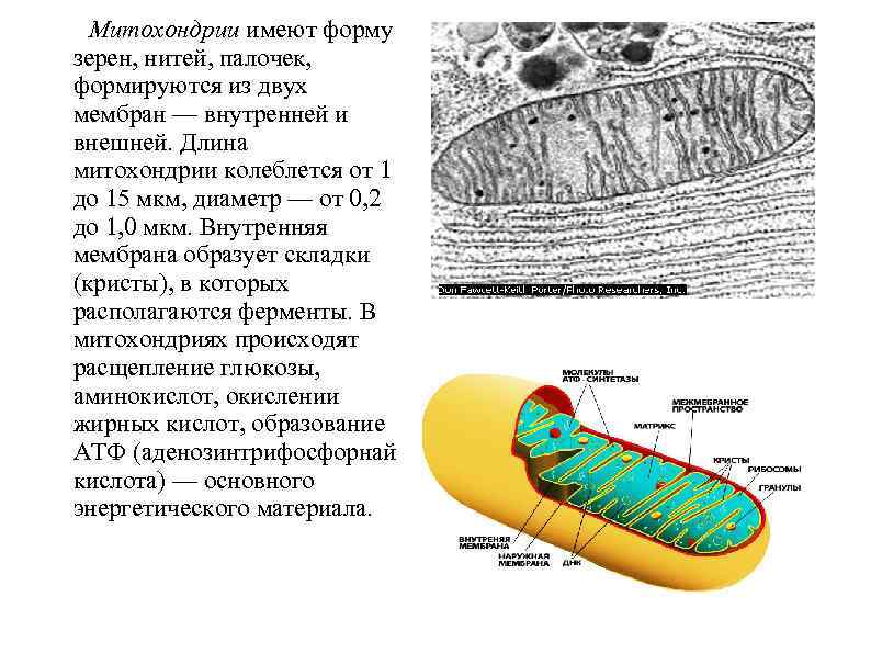 Структура крист митохондрий