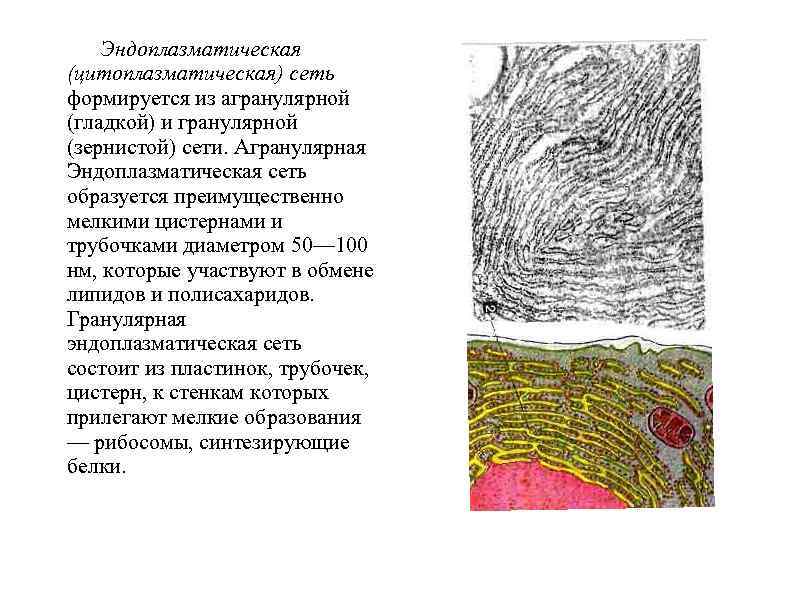 Какая структура изображена на рисунке хромосома эндоплазматическая сеть