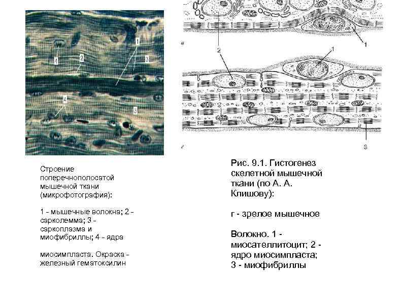Строение поперечнополосатой мышечной ткани (микрофотография): 1 - мышечные волокна; 2 сарколемма; 3 саркоплазма и