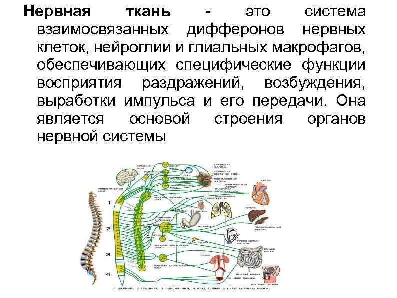 Конспекты лекции физиология. Нервная система взаимосвязана с системами. Система дифферонов это. Понятие о стволовых клетках популяциях клеток и дифферонах. Специфическими (рабочими) клетками нервной системы являются:.