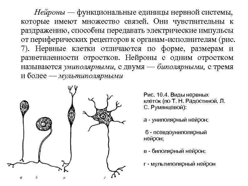 Наименьшей структурной и функциональной единицей. Раздражение нервной клетки. Виды раздражения нейронов. Раздражение нейрона. Виды нервных связей.