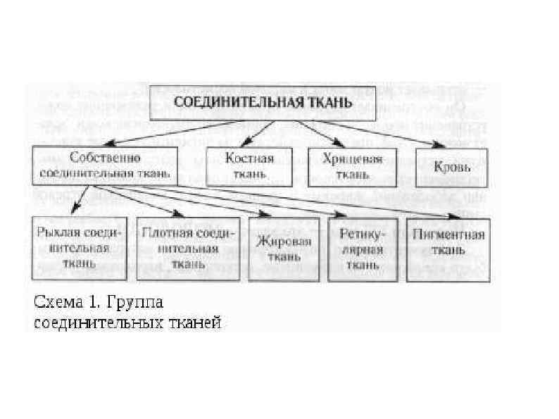 Дисциплина анатомия и физиология