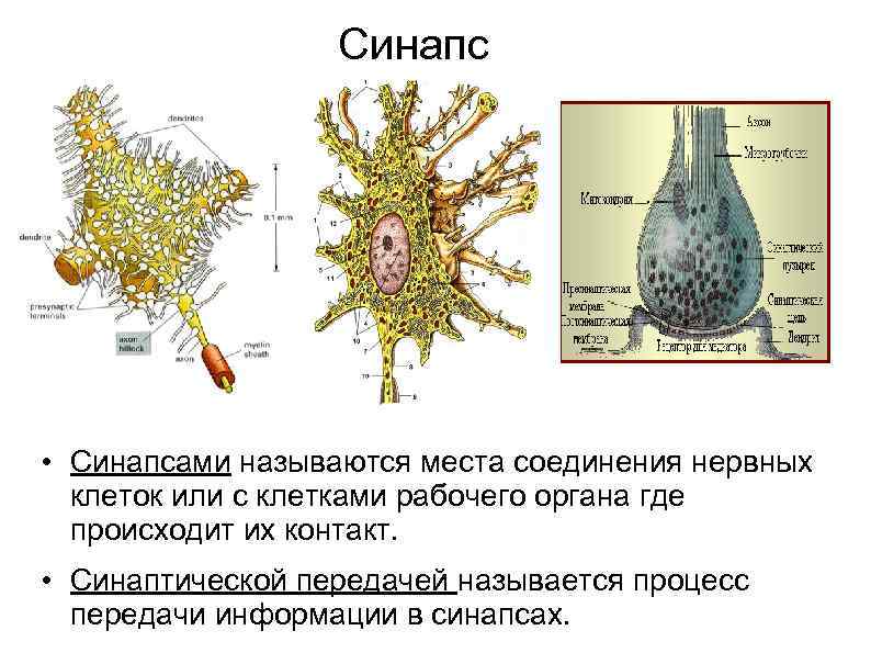 Синапс • Синапсами называются места соединения нервных клеток или с клетками рабочего органа где