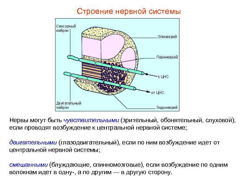 Строение нервной системы Нервы могут быть чувствительными (зрительный, обонятельный, слуховой), если проводят возбуждение к