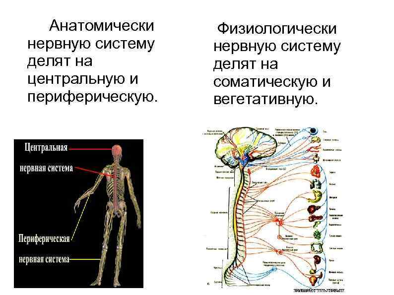 Нервная система ЦНС И ПНС схема. Схема нервной системы человека Центральная и периферическая. Строение человека нервная система анатомия физиология.