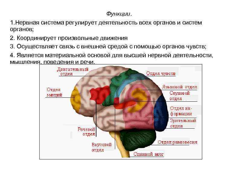 Функции. 1. Нервная система регулирует деятельность всех органов и систем органов; 2. Координирует произвольные
