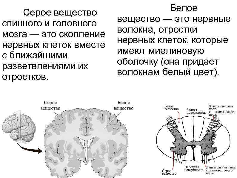 Белое вещество головного и спинного мозга образуют. Серое и белое вещество головного мозга анатомия строение и функции. Белое вещество головного мозга строение и функции. Белое и серое вещество мозга строение и функции. Головной мозг состоит из белого и серого вещества.