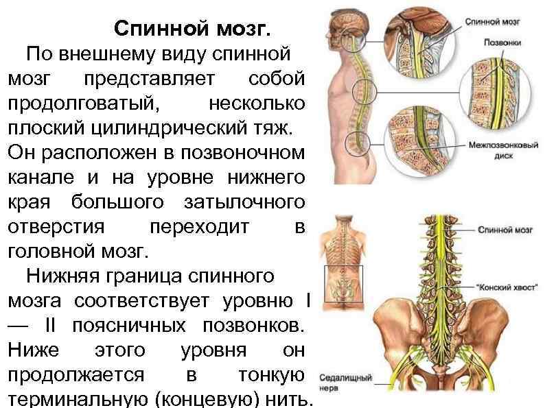 Фиксированный спинной. Спинной мозг. Расположение спинного мозга. Спинной мозг расположен. Спинной мозг располагается.