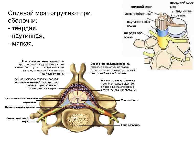 Дисциплина анатомия и физиология