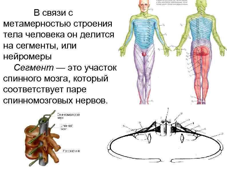 Сегментированное туловище. Метамерность строения спинного мозга,. Метамерность строения тела. Нейромеры. Сегменты спинного мозга в связи с метамерностью.