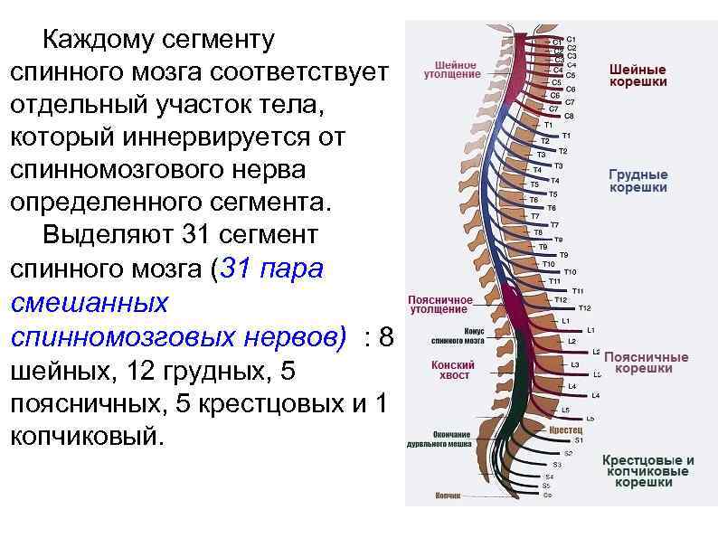 От спинного мозга отходит 31 пара. Шейное утолщение спинного мозга сегменты. Сегменты нервных Корешков. Анатомия Корешков спинного мозга поясничного отдела. 31 Пара передних Корешков спинномозговых нервов.