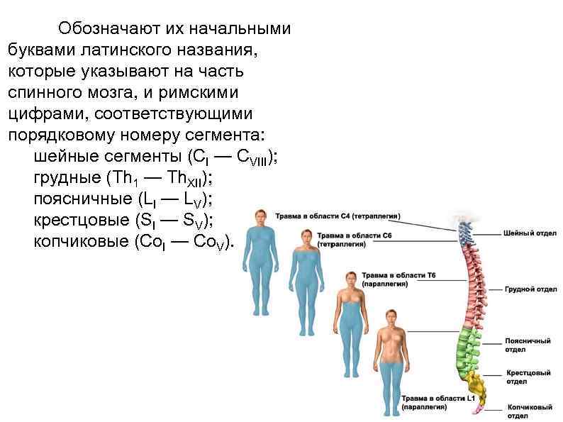 Параплегия. Тетраплегия. Тетраплегия при повреждении спинного мозга. Тетраплегия какие сегменты.