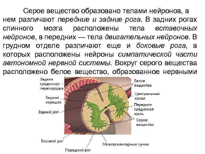 Передние рога образованы нейронами