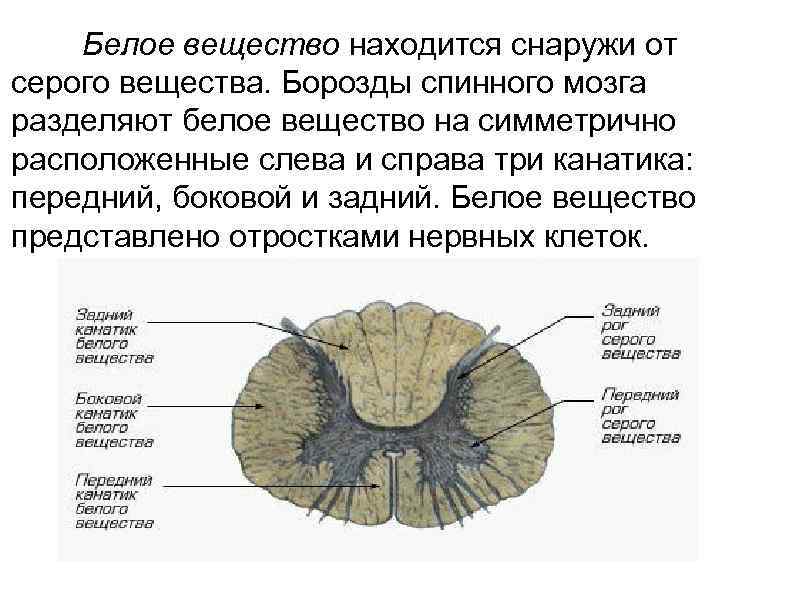 Серое и белое вещество. Борозды белого вещества спинного мозга. Передняя срединная борозда спинного мозга. Продольные борозды спинного мозга. Передняя латеральная борозда спинного мозга.