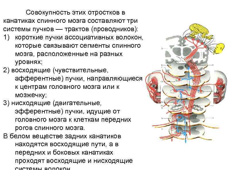 Пучки спинного мозга. Короткие пучки ассоциативных волокон спинного мозга. Передний канатик спинного мозга.