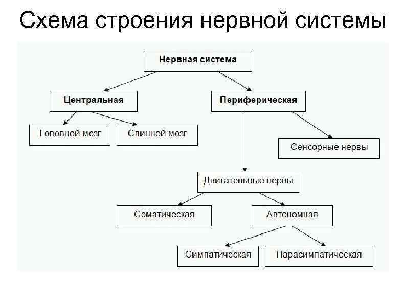 Общий план строения нс