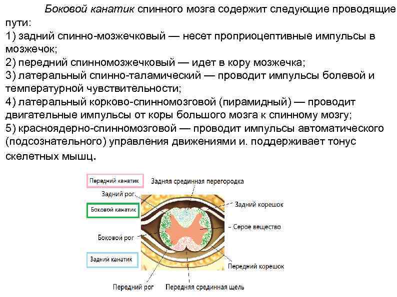 Проводящие пути бокового канатика спинного мозга