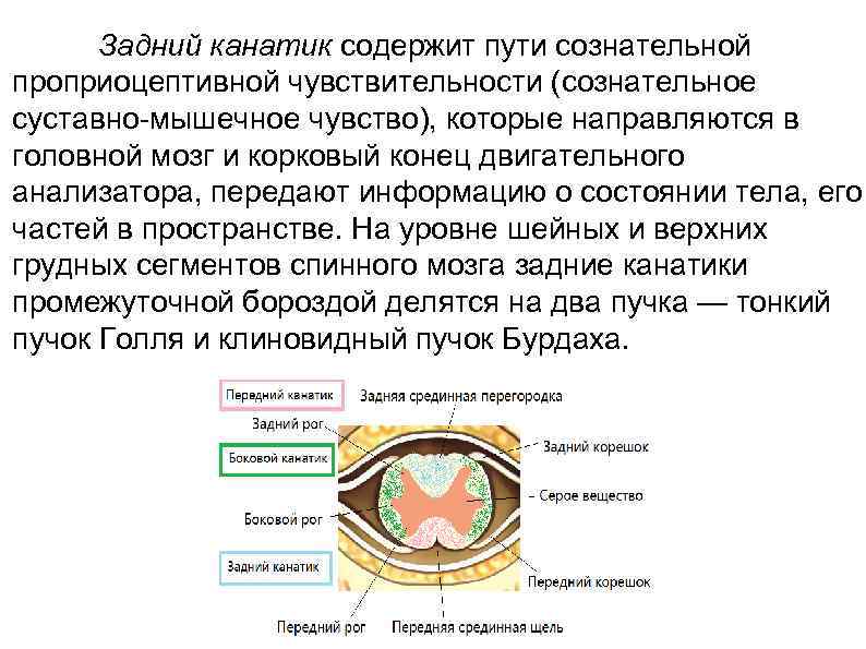 Задний канатик содержит пути сознательной проприоцептивной чувствительности (сознательное суставно-мышечное чувство), которые направляются в головной