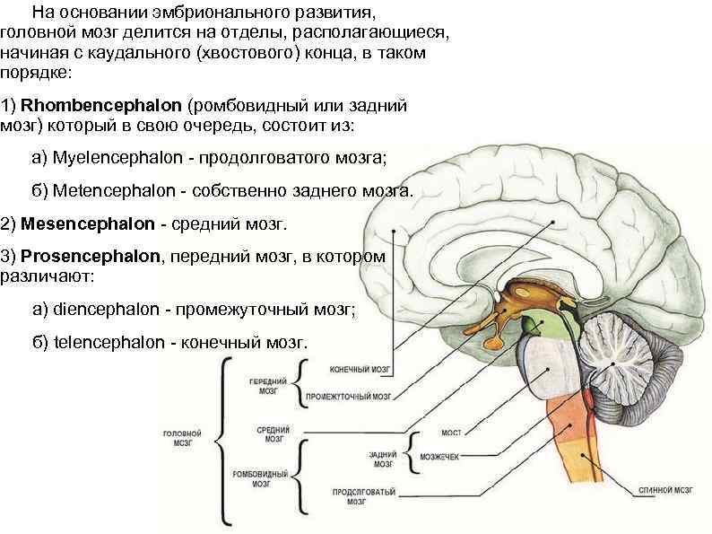 Какие отделы головного мозга выделяют. Каудальные отделы ствола мозга. Каудальный отдел продолговатого мозга. Схема расположения двигательных центров в стволе мозга. Определите последовательность отделов головного мозга.