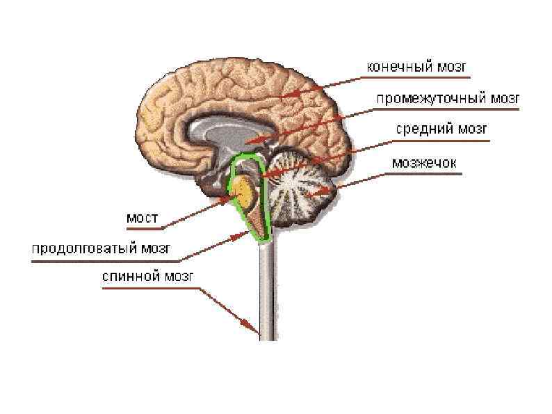 Схема части мозга