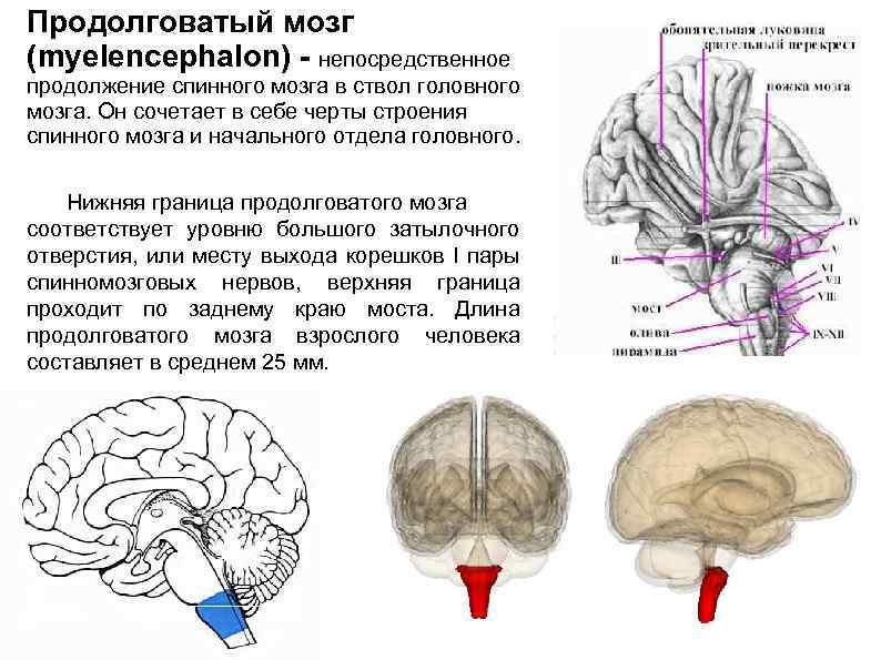 Нарушения продолговатого мозга