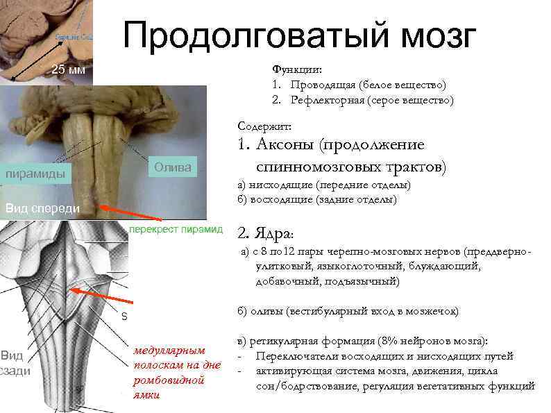 Продолговатый мозг функции. Пирамиды и оливы продолговатого мозга. Рефлекторная функция продолговатого мозга. Серое вещество продолговатого мозга. Белое вещество продолговатого мозга.