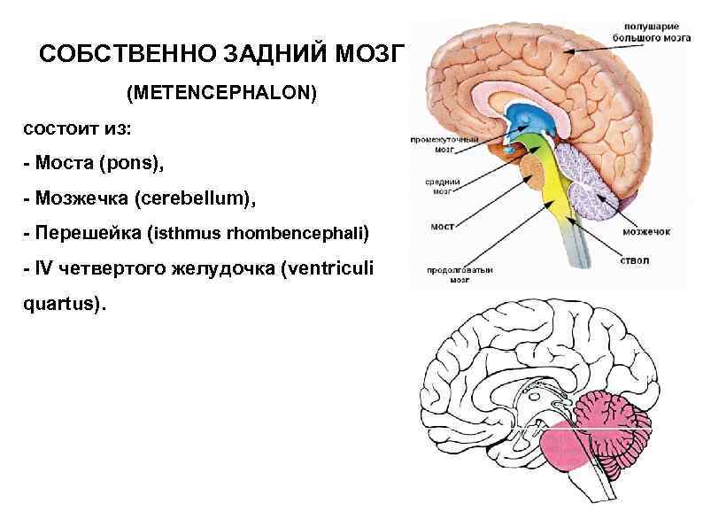 Задний мозг