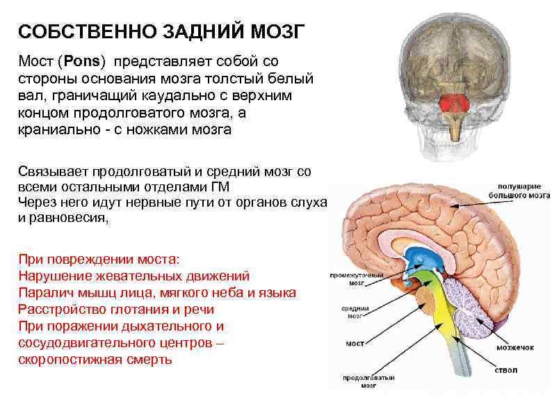 Функции заднего отдела мозга. Структура головного мозг задний мозг. Задний мозг варолиев мост. Строение мозга варолиев мост. Варолиев мост анатомия.