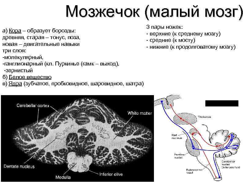 Мозжечок (малый мозг) З пары ножек: а) Кора – образует борозды: - верхние (к