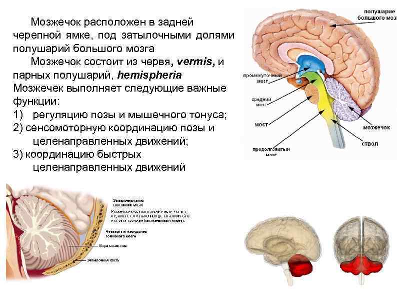 Нарушение функции мозжечка. Мозжечок анатомия функции. Миндалины мозжечка функции. Мозжечок мозг функции.