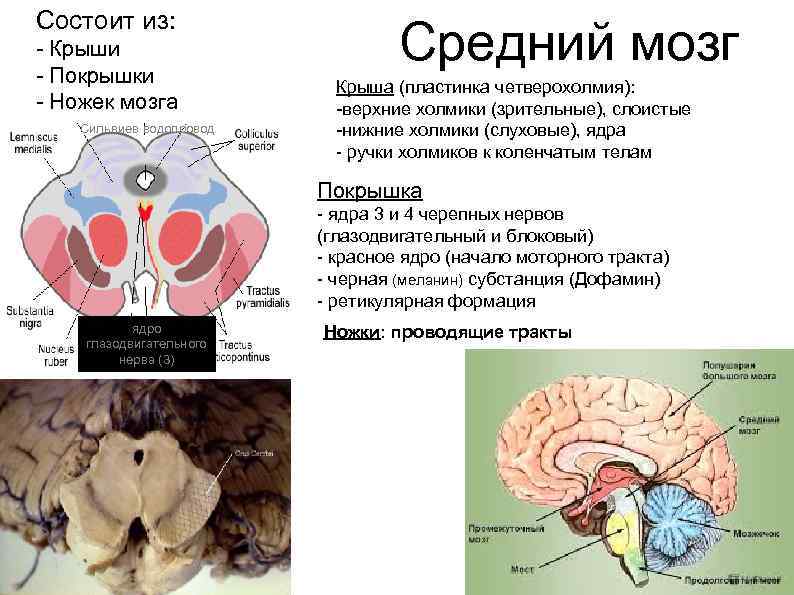 Какой процесс происходит в анатомическом образовании изображенном на рисунке