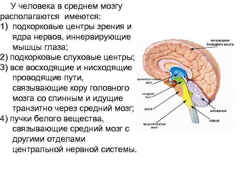 Центр слуха в каком отделе мозга. Первичные зрительные подкорковые центры расположены в:. Подкорковые центры головного мозга. Строение подкорковых структур головного мозга. Подкорковые центры зрения и слуха располагаются в.